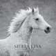 fine art photography, horse photography, equine photography