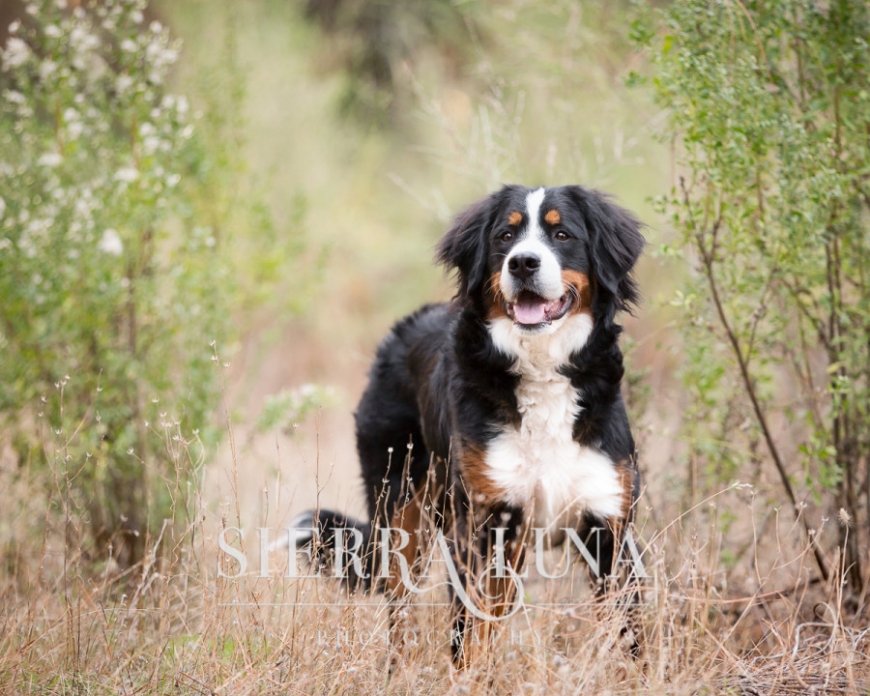 Sacramento pet photography bernese mountain dog outdoors