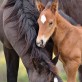 portrait of mare with foal at Return to Freedom wild horse sanctuary